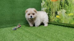 Chow Chow Puppy for sale